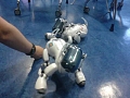 IOCT robot dog