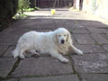 Sammy the golden retriever relaxing
