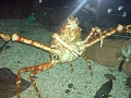 Spider Crab at Sea Life Centre, Birmingham