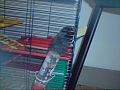 Boris the shifty hamster