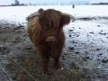 Highland Cattle in Priors Marston