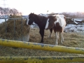 Ponies at Smallage Equestrian Centre
