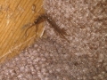 centipede trys to climb stairs in office