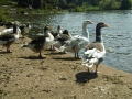 Geese at Abbey Park, Leicester