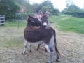 Pair of Donkeys in Southwell