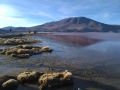 Laguna Colorada, Eduardo Avaroa Andean National Reserve, Bolivia