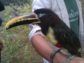 Chesnut Eared Aracari, Manu National Park, Peru