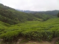 BOH Tea Plantation, Cameron Highlands