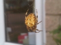 Big Furry Spider Chillin