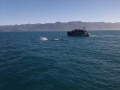 Sperm Whale Sighting, Kaikoura, New Zealand